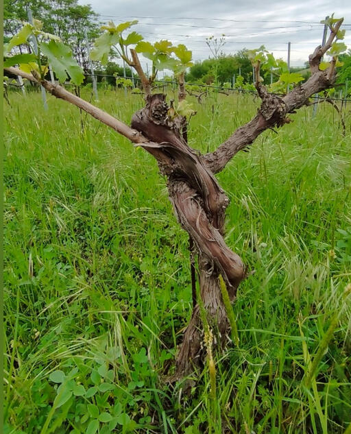 Vine